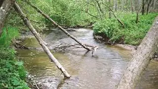 Wild Forest Flow (Short Film) / Ambient Music