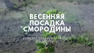 Весенняя посадка смородины.  Свежие яйца как удобрение.
