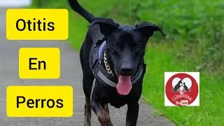 Otitis en Perros, Remedios Caseros