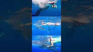 A trip to Bohol, Philippines 필리핀 보홀 여행, 나팔링 스노쿨링 정어리떼와 고래상어