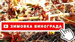 ПОДГОТОВКА ВИНОГРАДА К ЗИМЕ —  виноградная лоза должна быть cозревшая