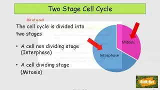 L.C. Biology Basic Mitosis