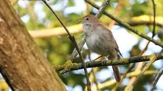 Au fil des saisons: les Phenorangers suivent la phénologie
