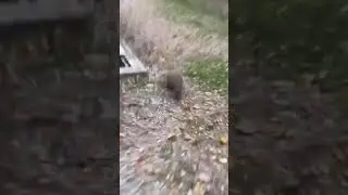 Бобр курва