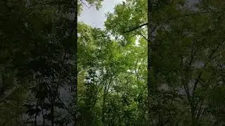 зов пчёл 29.05.2023 #акация