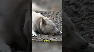 🐕 Find out why this dog constantly attacks its owner.