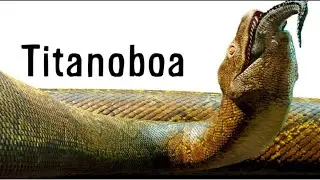 Insane Size of the Largest Predator Snake in History-TITANOBOA 
