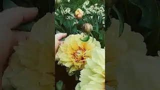 Пион жёлтый Bartzella гибрид ИТО!