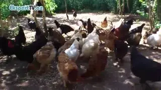 Broyler toyuqlarının kənd toyuqları ilə müqayisədə tez böyüməyinin səbəbi nədir? 1