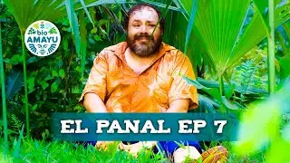 El superviviente de la selva | Ep 7 - Serie El Panal | BIO AMAYU
