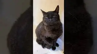 Почему чаузи Марта — кошка-дьяволица? 😼