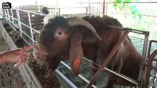Manila, Philippines | 딸락의 염소농장 - JSJ Goat Farm