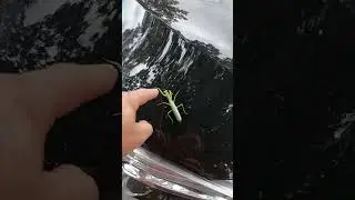 ჩოქელა