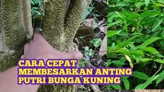 CARA CEPAT MEMBESARKAN BONSAI ANTING PUTRI BUNGA KUNING