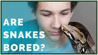 Do pet snakes get bored?