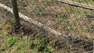Манок на ворону crow hunting crow call