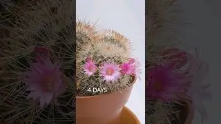 Cactus flowering time-lapse