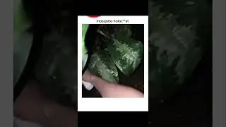 Bro just committed mosquito genocide 💀🦟 