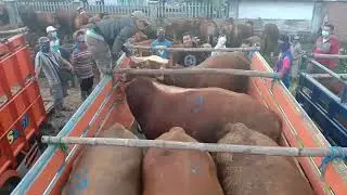 PASAR HEWAN JUAL BELI SAPI I Sapi hampir jatuh dari mobil