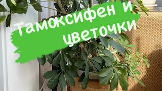 Тамоксифен и цветочки онкожизнь 