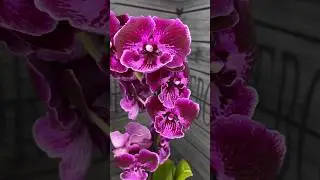 #orchids