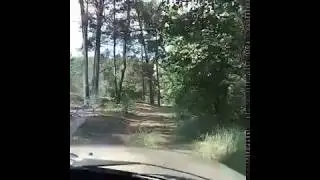 Ліс в Літках, Київська область.2017 рік, відпустка.