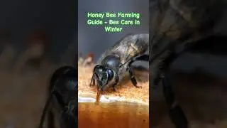 Honey Bee Farming Guide - Bee Care in Winter 🥰 | Tropical Forest Bees 