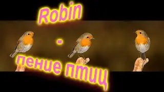 Robin - пение птиц