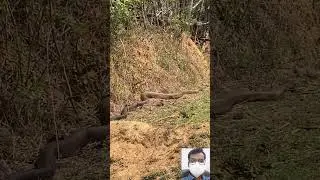 Viral Snake Video || 🔥🤯😱 #shorts #shortfeed #short