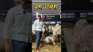 Raza Bovina Gyr Lechero 😍🔥