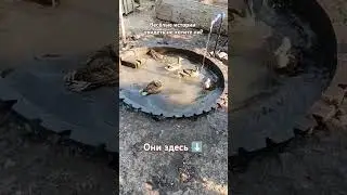 Утиные истории 