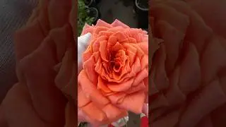 🍉Арбуз = Романтик Антик 🌹 