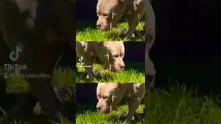 Female XL American Bully💯Topdog Bullies x Bossy Kennels 🔥#xlbully#americanbully#yt#shorts#fyp#fypシ