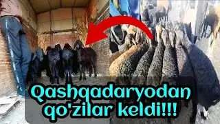 Qashqadaryodan qo'zilar keldi | To'rtko'l qo'y bozori 26.03.2023 #qoybozor