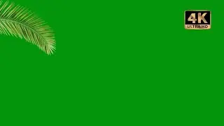 palm tree leaf green screen video