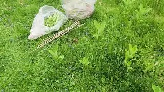 🌱 2024 Milkweed Season is Upon us