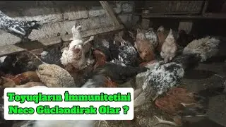 Toyuqların immunitetini soyuq aylarda necə artırmaq lazımdır ❓