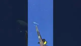 Shark bites my spear shaft in half. Raw footage.