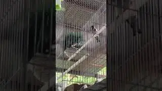 Селоголовий щегол