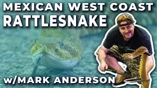 Mexican West Coast Rattlesnake With Mark Anderson