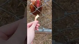 chicken doesn't care for shrimp