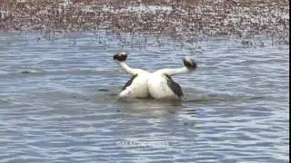 Hardcore Bird Rave