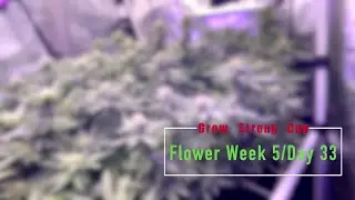 Grow Strong Cup Flower Week 5 Day 33