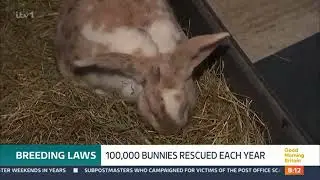 Rabbit Welfare Association & Fund PR Campaign