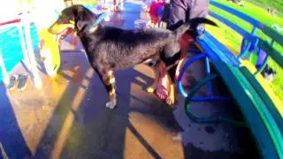 Dog Swim Labor Day Pennsylvania part 2