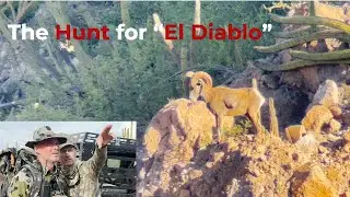 A SHEEP HUNTERS DREAM, DESERT BIGHORNS IN OLD MEXICO