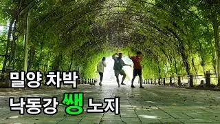 밀양 ㅣ낙동강대교
