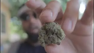 HOW TO ROLL A NEW YORK STYLE BLUNT! (DUTCH MASTER)