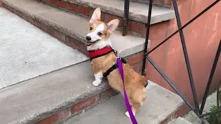 Corgi Puppy Climbs Stairs For The First Time