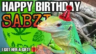 Happy Birthday SABZI! Celebrating my Green Tree Monitor's Birthday!